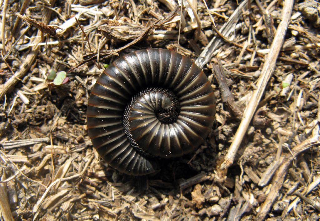 ID Millepiedi:   Julidae: Ommatoiulus sabulosus